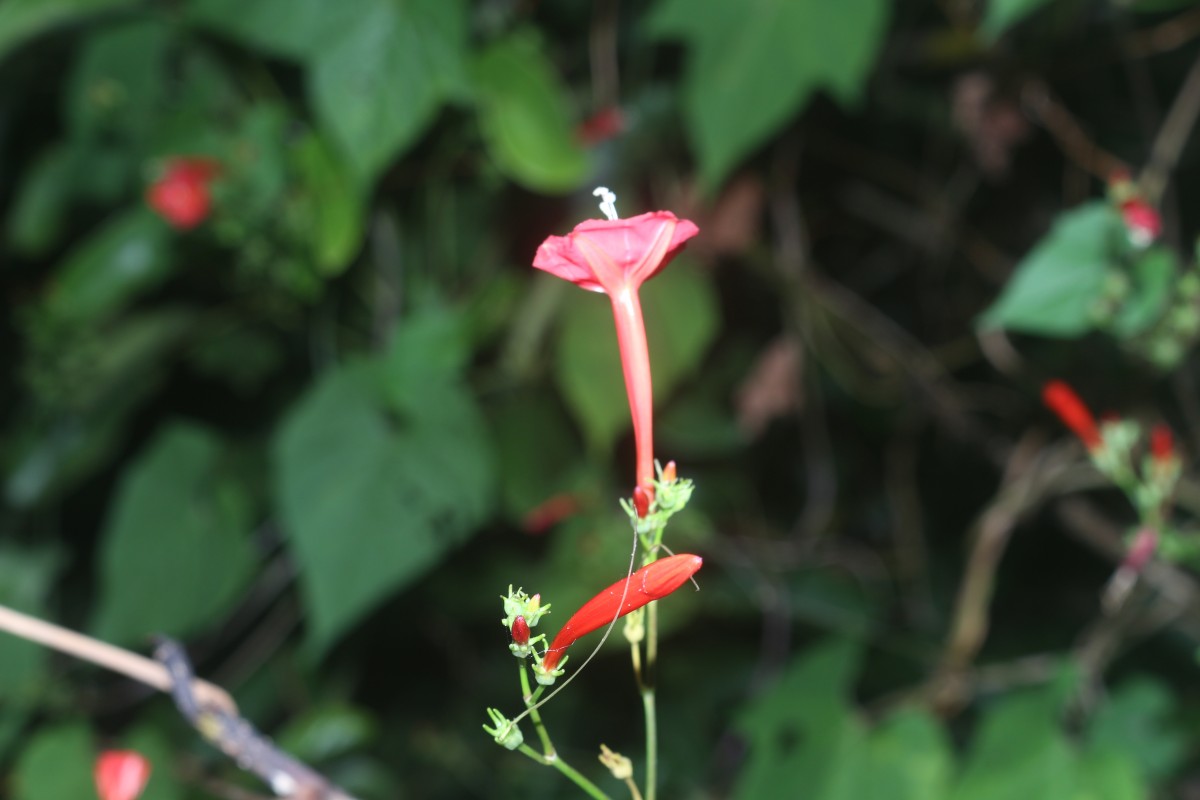 Ipomoea hederifolia L.